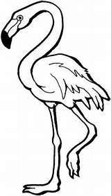 Coloring Flamingo sketch template