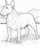 Bull Terrier Coloring Pages English Dog Printable Pitbull Breed Staffordshire Colouring Dogs Drawing Adult Drawings Super Comments Skip Coloringhome Choose sketch template