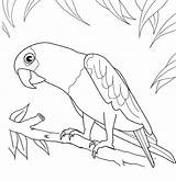 Coloring Pages Procoloring Parrot Printable sketch template