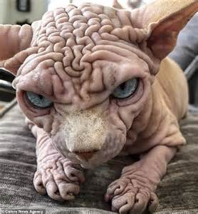 Wrinkly Naked Sphynx Cat Xherdan Looks Very Grumpy As He Plays With