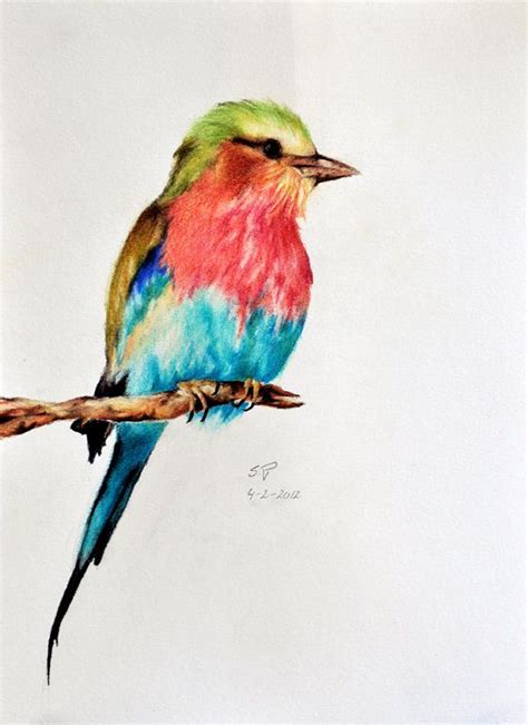 coloured pencil drawings  birds pencildrawing
