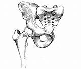 Pelvic Girdle Human sketch template