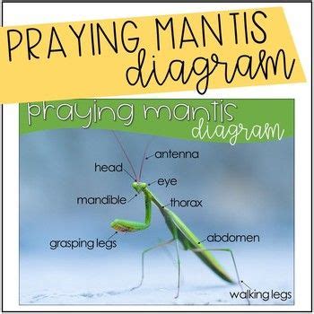 praying mantis diagram freebie praying mantis life cycle praying mantis pray