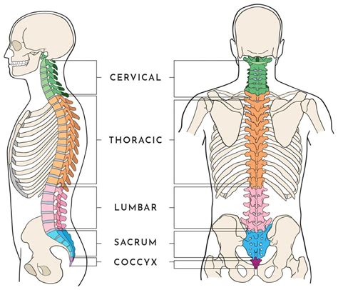 struktur tulang belakang  fungsinya lamina pain  spine center
