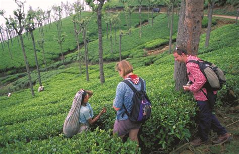 tea gardens in darjeeling best honeymoon packages trip
