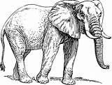Elephant African Coloring Pages Sketch Coloringsky sketch template