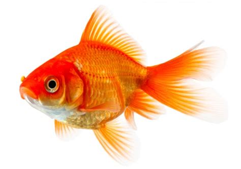 goldfish ailments   information  subject