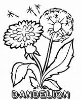 Dandelion Coloring Pages Flower Printable Month Kids Military Child Flowers Print April Colouring Topcoloringpages Sheets Campaign Worksheet sketch template