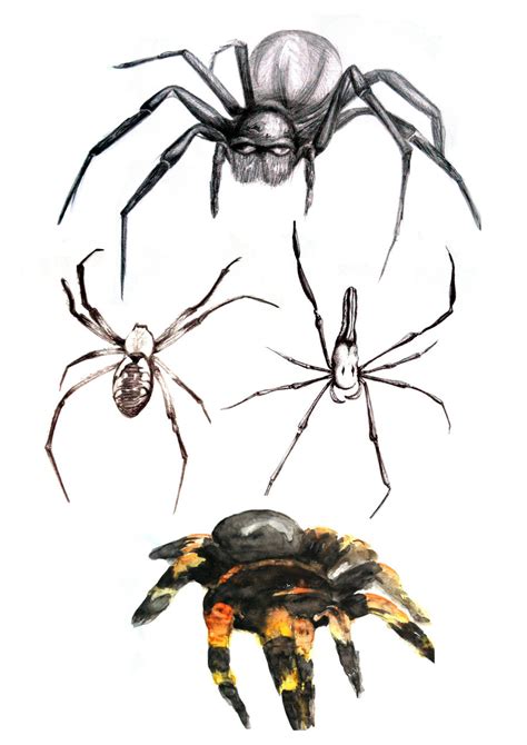 spider sketches  dovespirit  deviantart