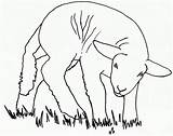 Sheep Coloring Pages Animals Color sketch template