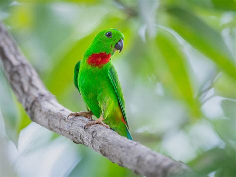 blue crowned hanging parrot bp chua flickr