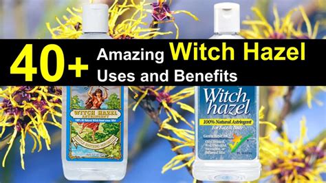 40 amazing witch hazel uses and benefits