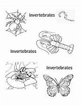 Vertebrate Vertebrates Invertebrates sketch template