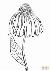 Coneflower sketch template