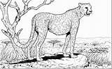 Cheetah Coloring Pages Perspective Coloringbay sketch template