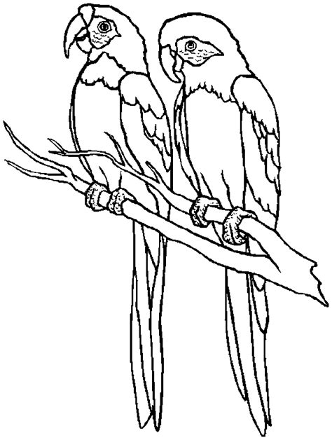 hd animals parrot bird coloring pages