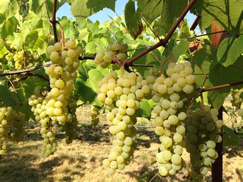 growing  table grapes american vineyard magazine