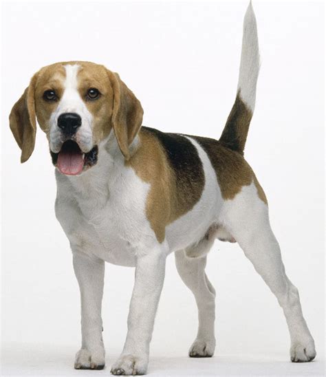beagle dogs pets cute  docile