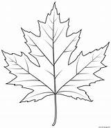 Maple Leaf Coloring Pages Printable Silver Print Book sketch template