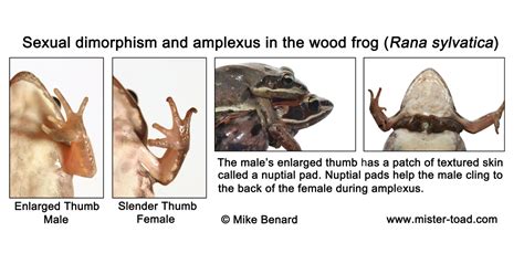 wood frogs in amplexus