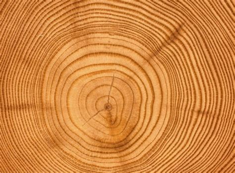 uncertainties  tree ring based climate reconstructions probed