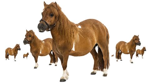 pony pony pony pony pony pony pony youtube