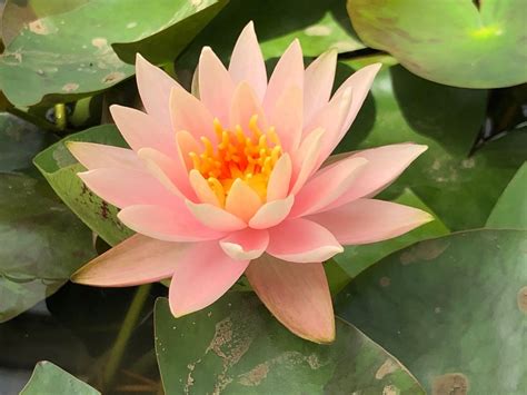 Colorado Water Lily Nymphaea Colorado Plants For Ponds