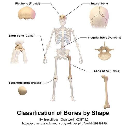 bones  skeletal tissues scientist cindy