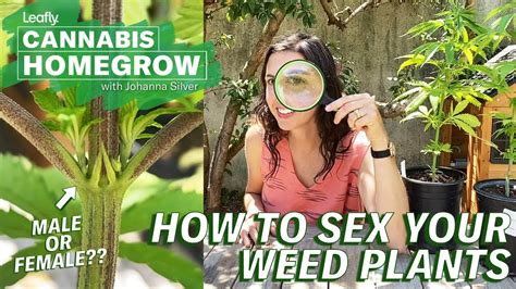 How To Sex Your Weed Plants Leafly Homegrow Series Youtube