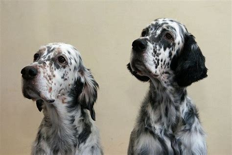 english setters english setter dogs english setter dogs
