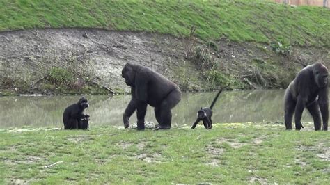 safaripark beekse bergen gorillas en kuifmangabeys youtube