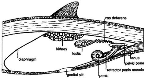 Diagram Of Internal Organs Of The Blue Whale Anal Sex Movies