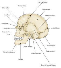 parts   human skull biology study guide anatomy