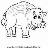 Wildschwein Ausmalbilder Schweine Ausmalbild Tiere sketch template