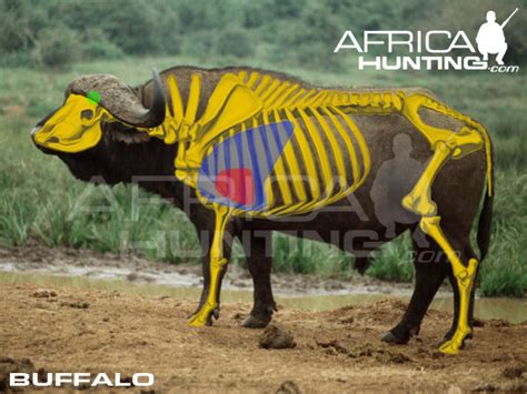 buffalo hunting africahuntingcom
