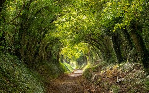 tunnel of trees pletewsx