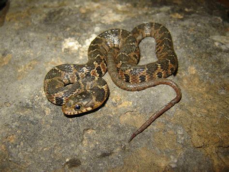 water snakes  commonly encountered   dallas fort worth area