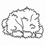 Bush Clipart Bushes Outline Coloring Pages Clip Plants Shrubs Tree Cartoon Template Drawing Plant Cliparts Small Fungi Library Gif Bw sketch template