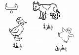 Arabic Baa Alphabet Duck Coloring Pages Ox Color Tocolor sketch template