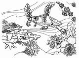 Reef Coloring Coral Ecosystem Barrier Great Ocean Pages Drawing Fish Desert Print Color Line Clipart Easy Reefs Drawings Printable Outline sketch template