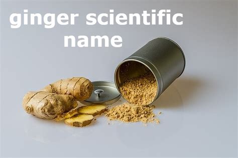Ginger Scientific Name List And Info Scientific Name