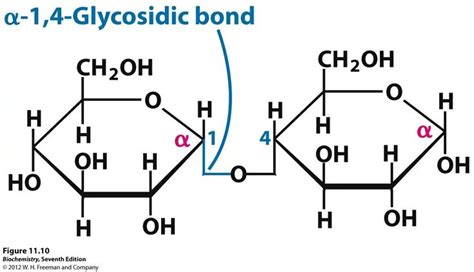 glycosidic bond biochemistry chemistry bond