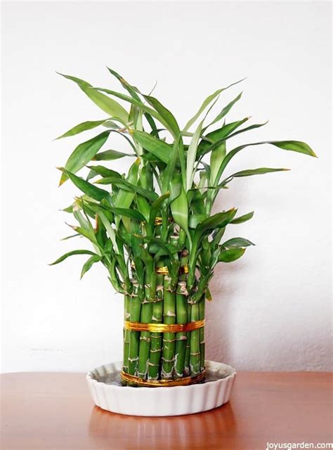lucky bamboo care  unique houseplant