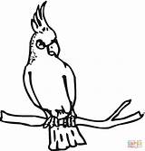 Coloring Breasted Nuthatch Red Cockatoo Designlooter Rose 1200px 81kb 1145 sketch template