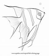 Fish Tropical Coloring Drawing Pages Drawings Angel Saltwater Outline Exotic Color Fishes Freshwater Animal Marine Stencil Draw Colouring Creatures Printable sketch template