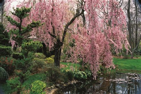 flowering cherry trees grow  ornamental cherry blossom tree garden