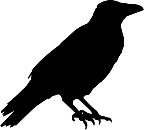 crow vector silhouette  stock photo public domain pictures