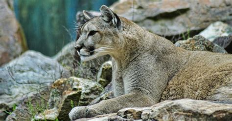 mom rescues son from jaws of cougar with her bare hands fatherly