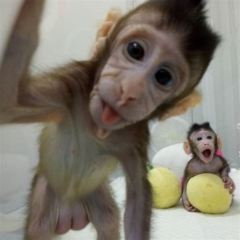 Wajah Monyet Hasil Kloning