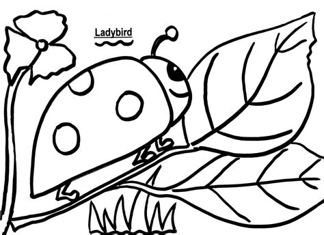 printable ladybird coloring page  nature setting